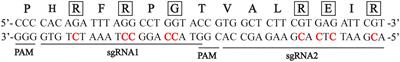 Chromosome-level changes and genome elimination by manipulation of CENH3 in carrot (Daucus carota)